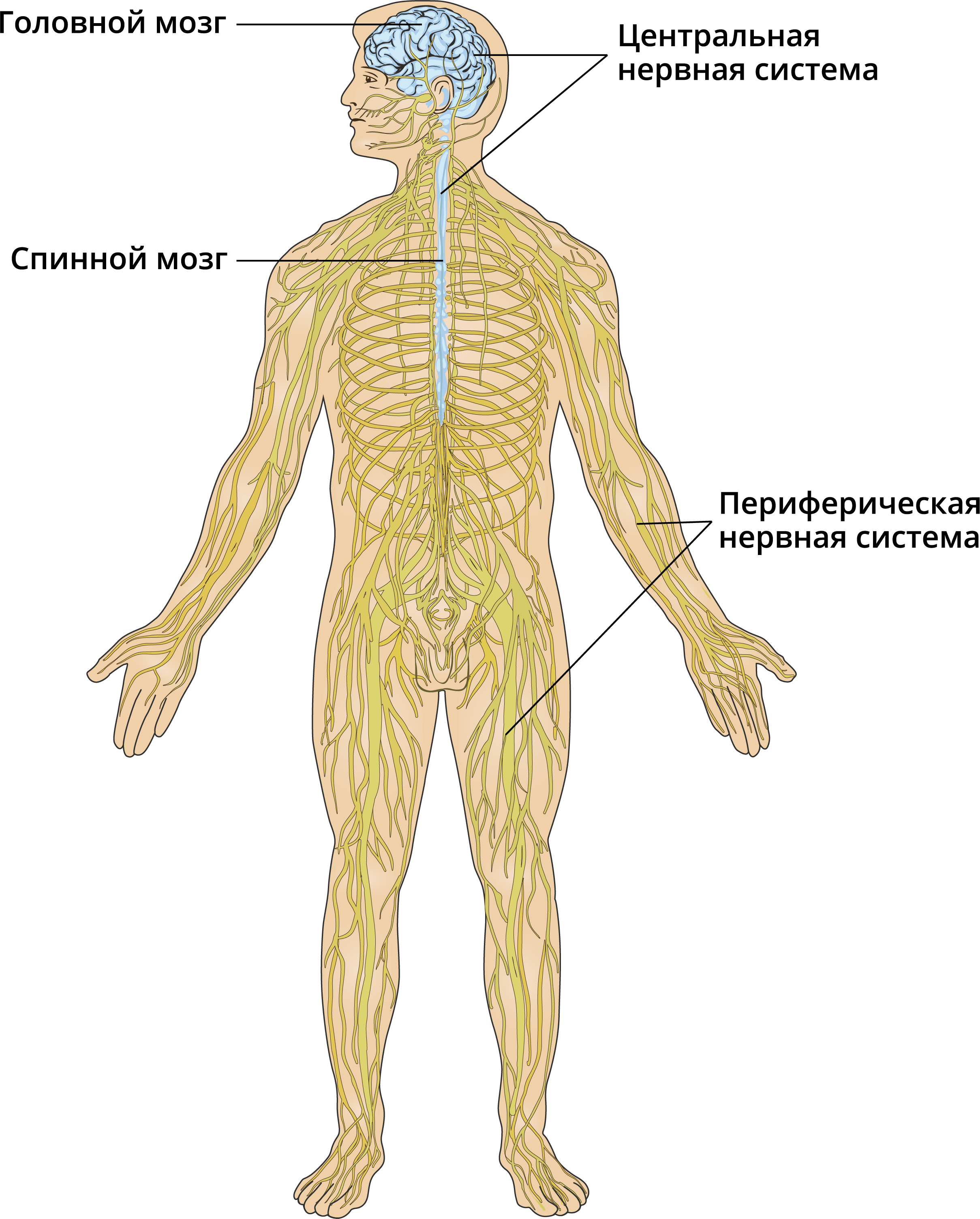 Нервный узел где. Нервная система человека строение Центральная и периферическая. Центральная и периферическая нервная система анатомия. Нервная система человека схема анатомия. Нервная система человее.