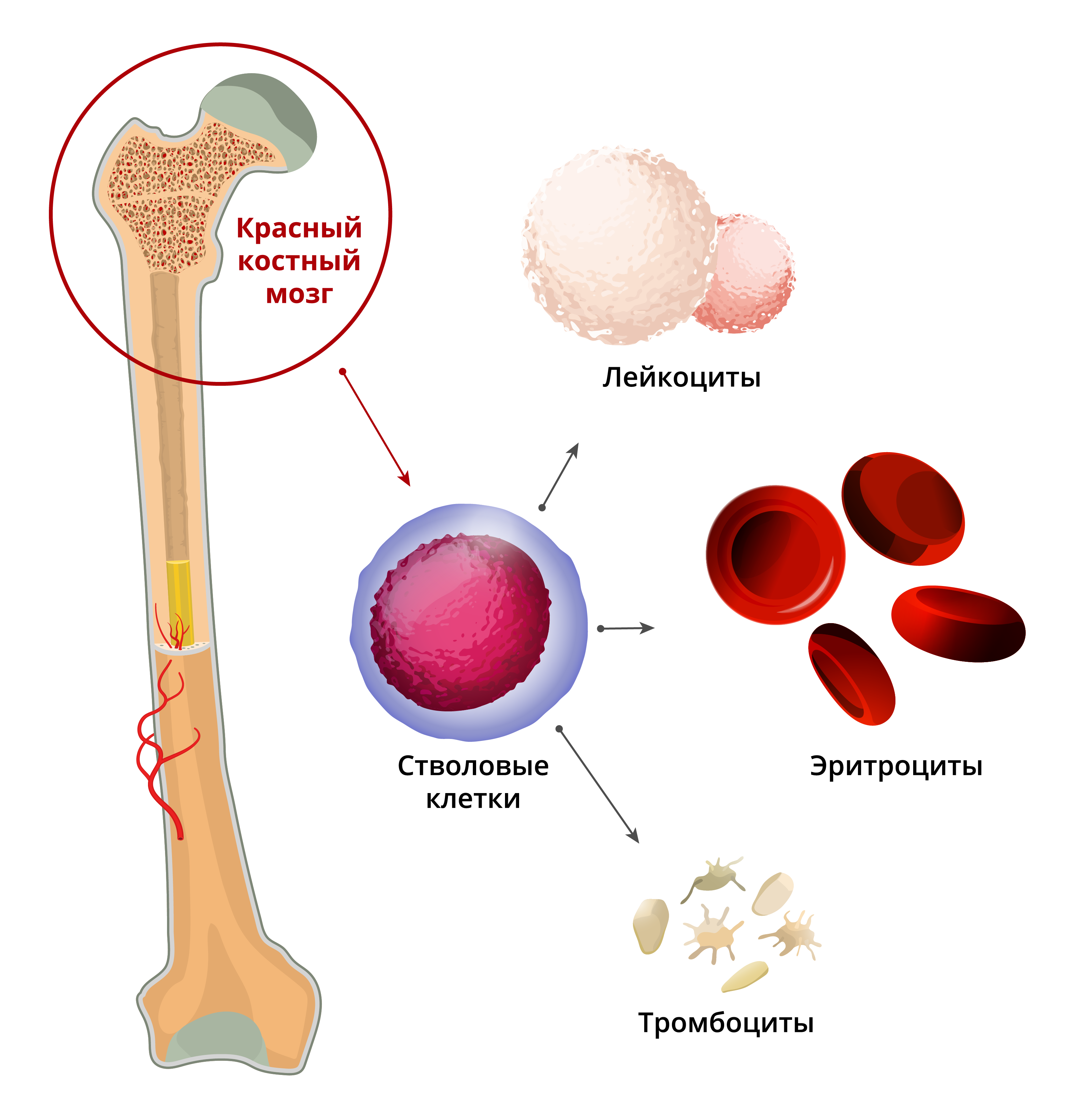 Стволовых клеток красного костного мозга:. Гемопоэтические компоненты красного костного мозга. Красный костный мозг анатомические образования. Остеогенные клетки красного костного мозга.