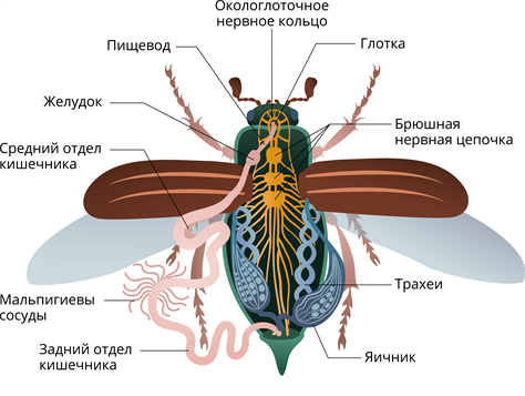 функцию которую выполняет кровеносная система майского жука