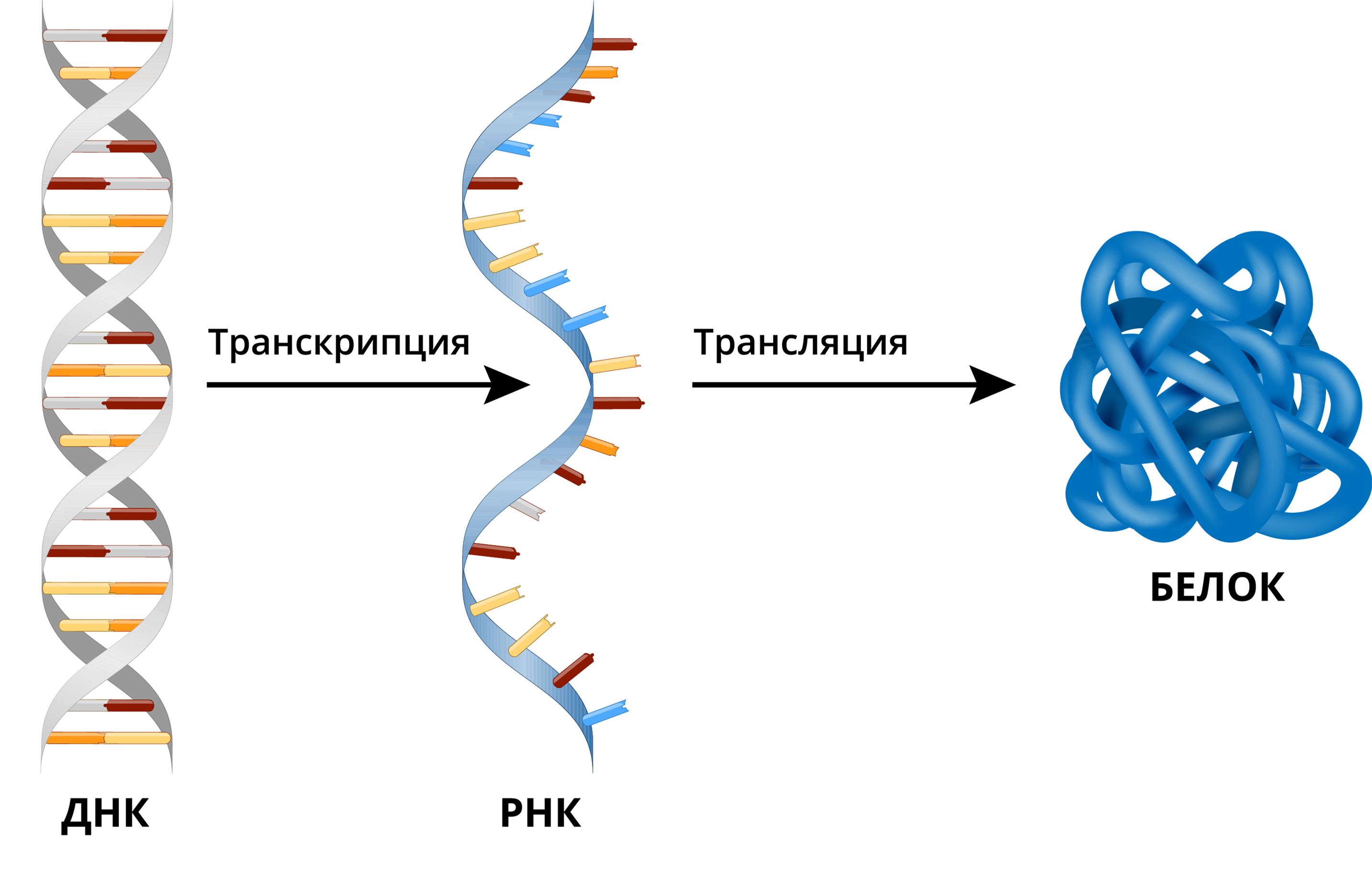 Взаимодействие ДНК С белками. ДНК картинки. Белки репликации ДНК. МРНК белок.