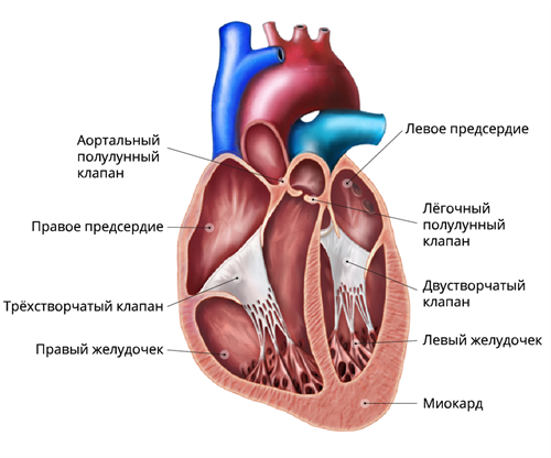 рисунок конфигурации сердца