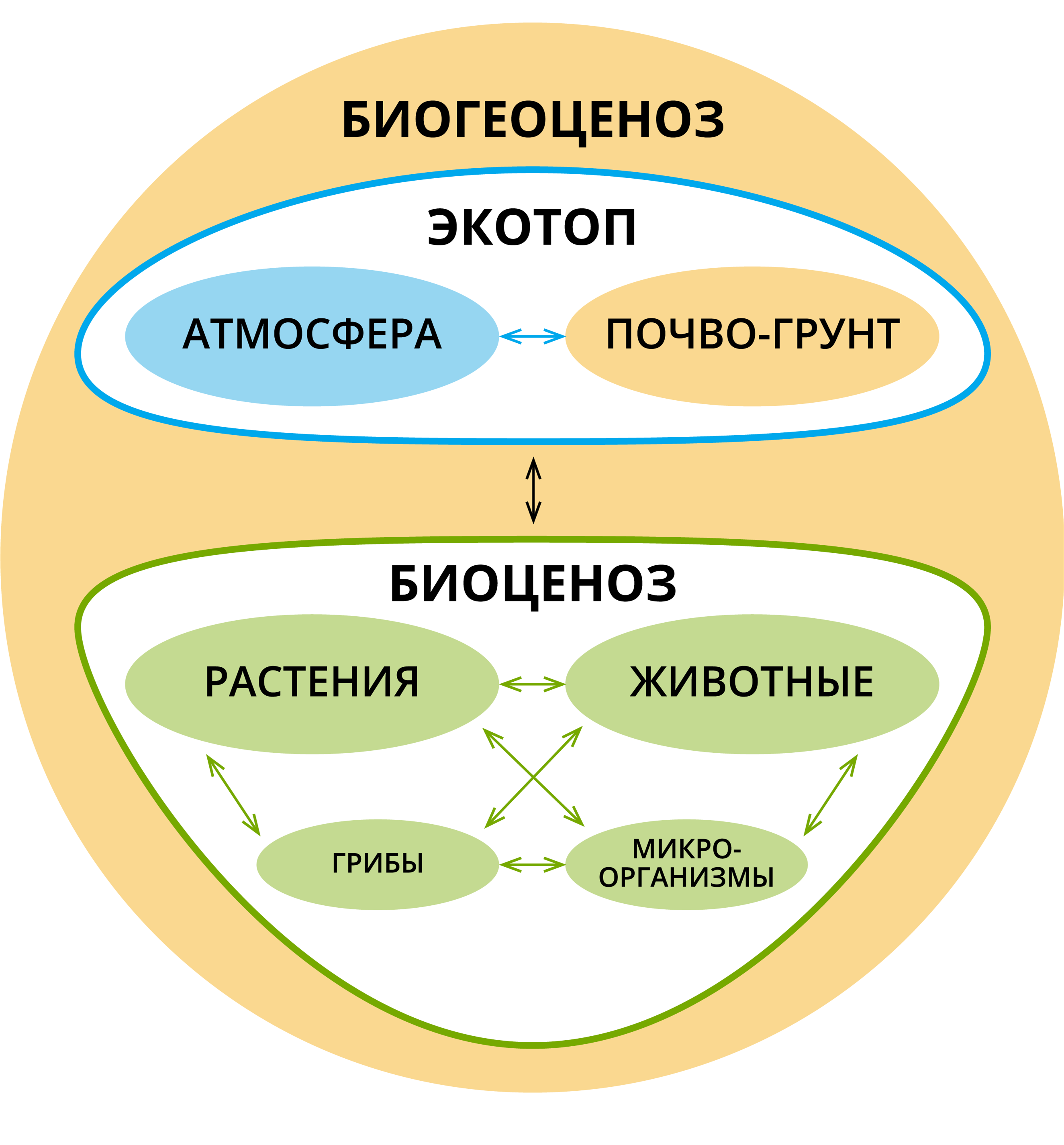 Биогеоценоз. Биоценоз и биогеоценоз. Понятие о биоценозе биогеоценозе и экосистеме. Схема биогеоценоза.