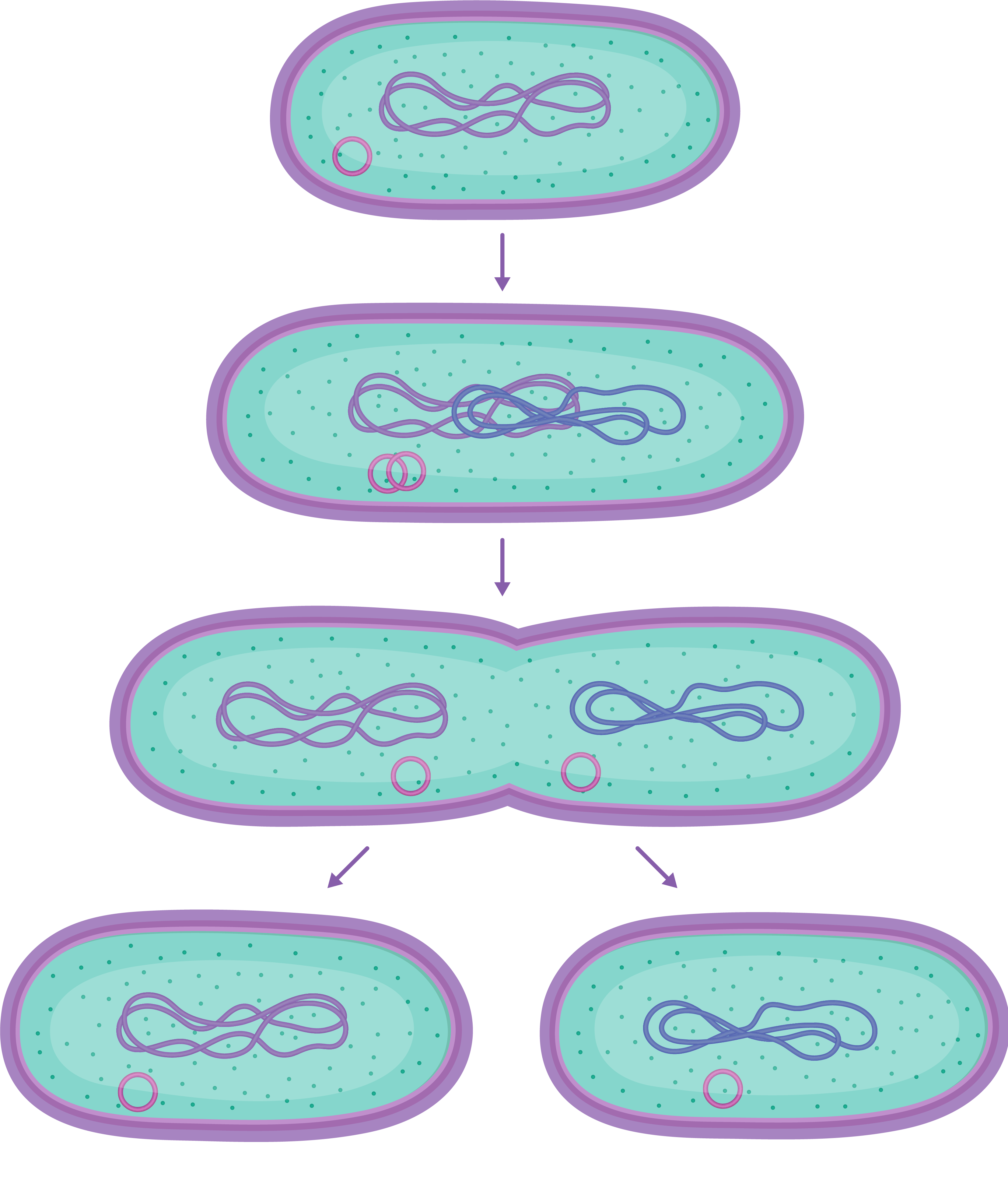 Клеточная перетяжка у каких клеток. Амитоз и бинарное деление. Амитоз у бактерий. Деление прокариот (бинарное деление). Деление бактериальной клетки путем перетяжки.