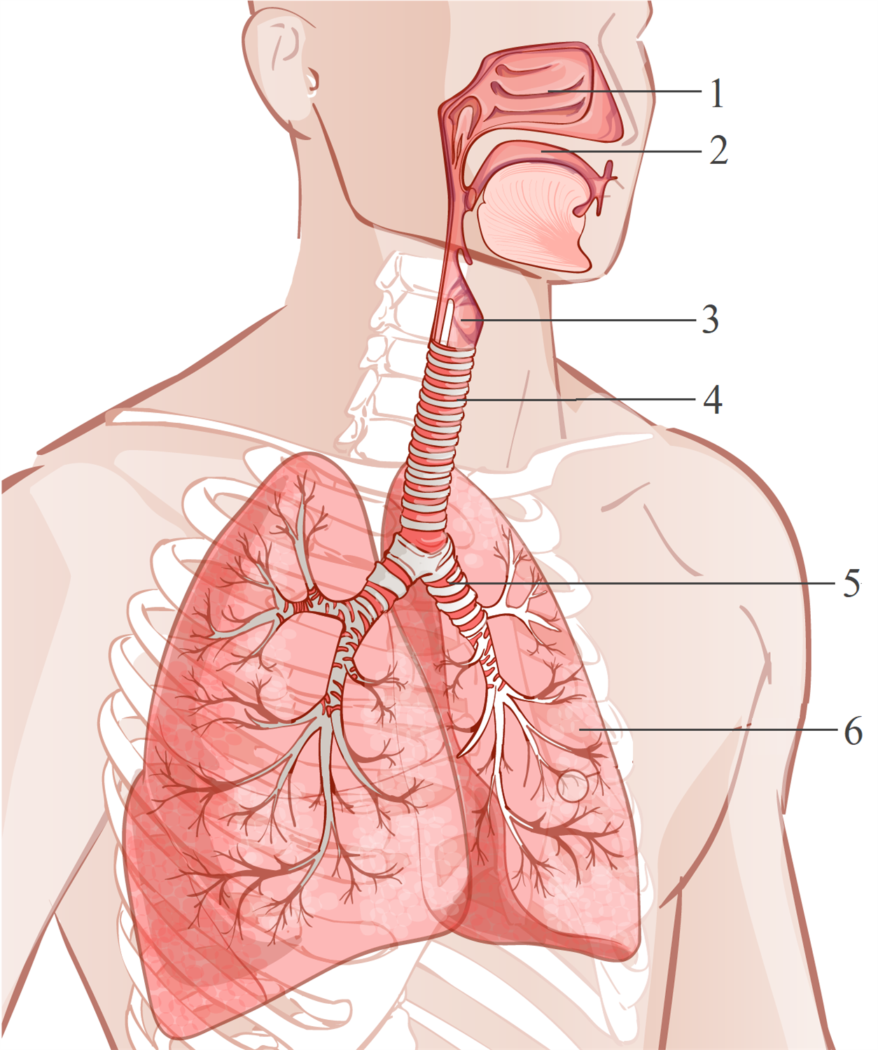 Глоток кислорода. Трахея (trachea). Дыхательная система трахея анатомия человека. Схема горло трахея бронхи. Глотка гортань трахея бронхи.