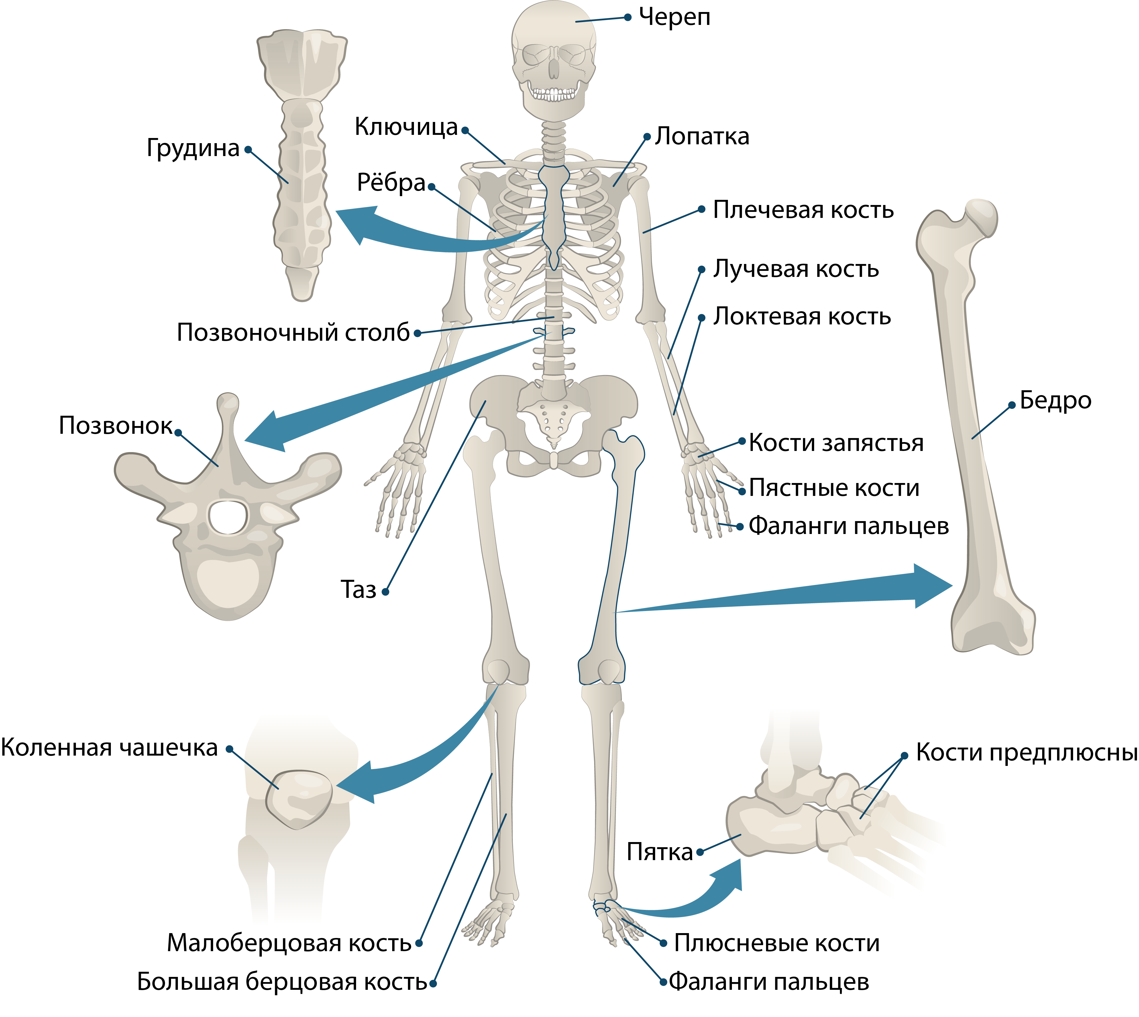 Отделы скелета. Отделы костей скелета человека. Отделы скелета человека и кости. Строение отделов скелета. Самая крупная кость скелета