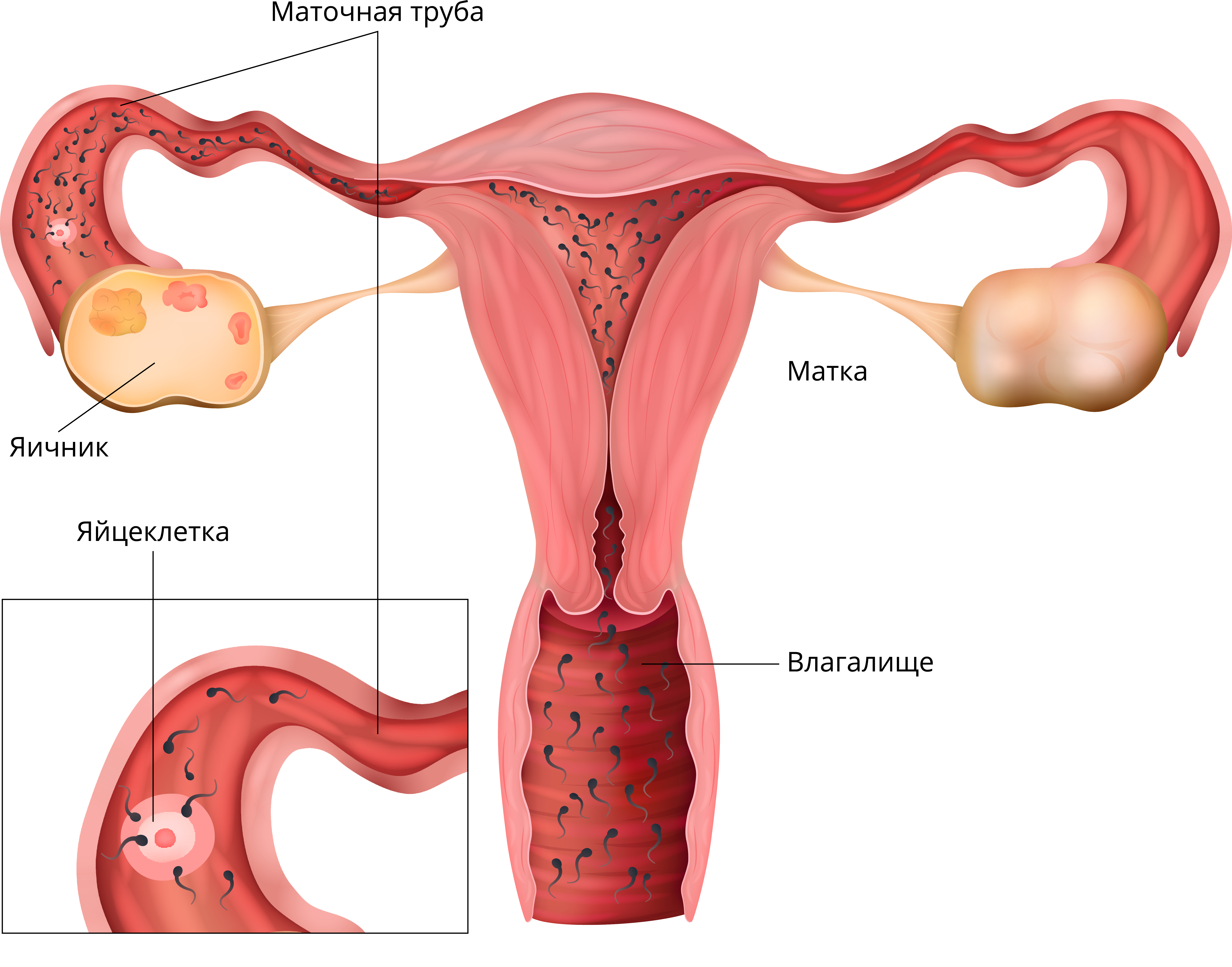 как попадает сперма в матку женщины фото 104
