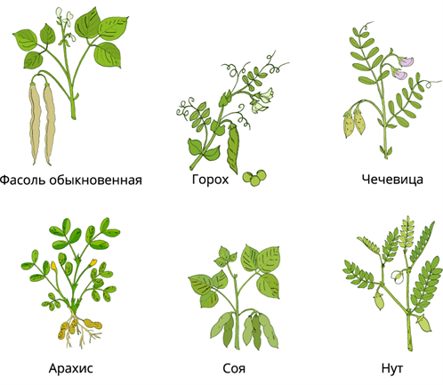 Дикорастущие растения: виды, названия, отличие от культурных