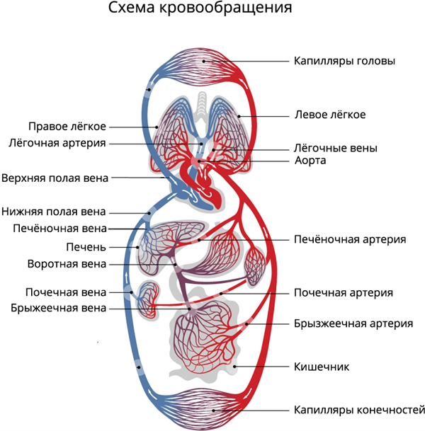 Схемы по артериальной системе