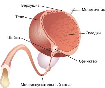 Внутреннее строение мочевого пузыря. Анатомия мочевого пузыря на кт. Строение мочевого пузыря у женщин. Стенки мочевого пузыря анатомия. Строение мочевого пузыря у женщин анатомия.