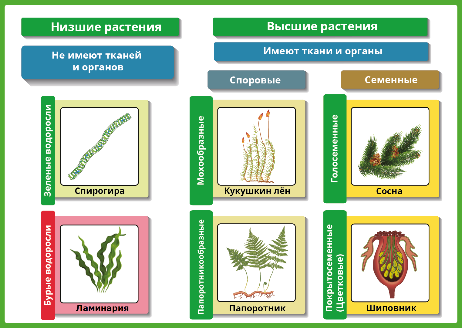 Низшие растения примеры названия. Схема классификации растений споровые растения. Низшие растения. Высшие и низшие растения. Низкие растения.