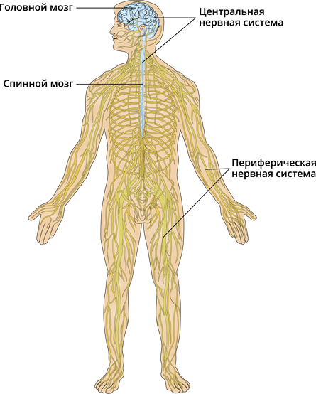 Подраздел 1.1: Функции нервной системы