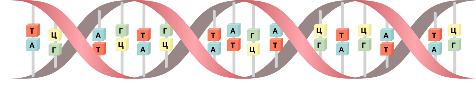 Третичная структура ДНК. Строение ДНК презентация. Триточны структуру ДНК. Атгц расшифровка.