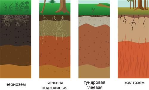 Обзор типов почв