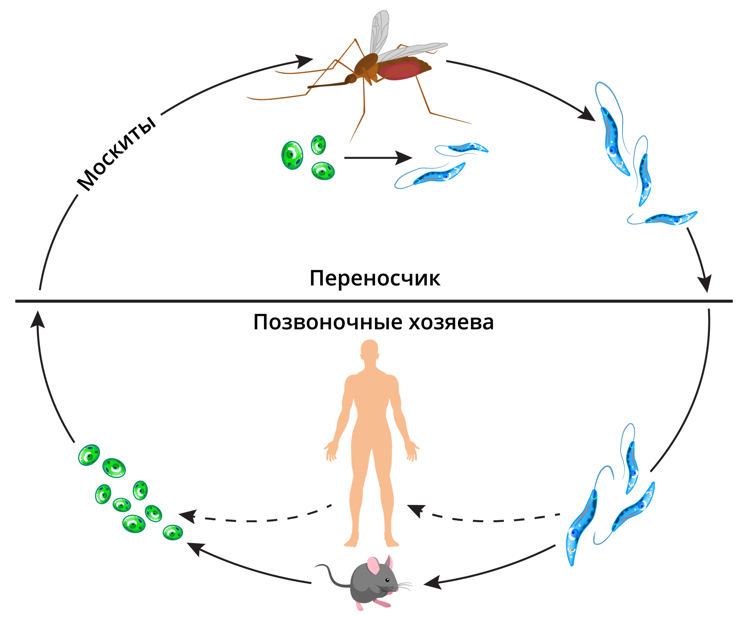 Жизненный цикл возбудителя. Жизненный цикл лейшмании Доновани схема. Leishmania Tropica жизненный цикл. Цикл лейшмании схема. Схема жизненного цикла лейшмании висцеральной.