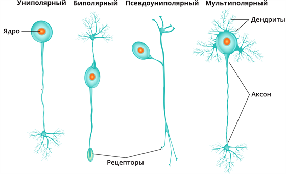 Нервная ткань. Нейрон. Синапс. Нервы — урок. Биология, 8 класс.