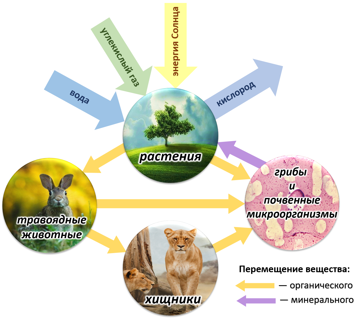 Живые организмы осуществляют круговорот. Биотический круговорот веществ в биосфере. Круговорот веществ и энергии в биосфере схема. Круговорот веществ в природе Биосфера. Схема биологического круговорота в природе.