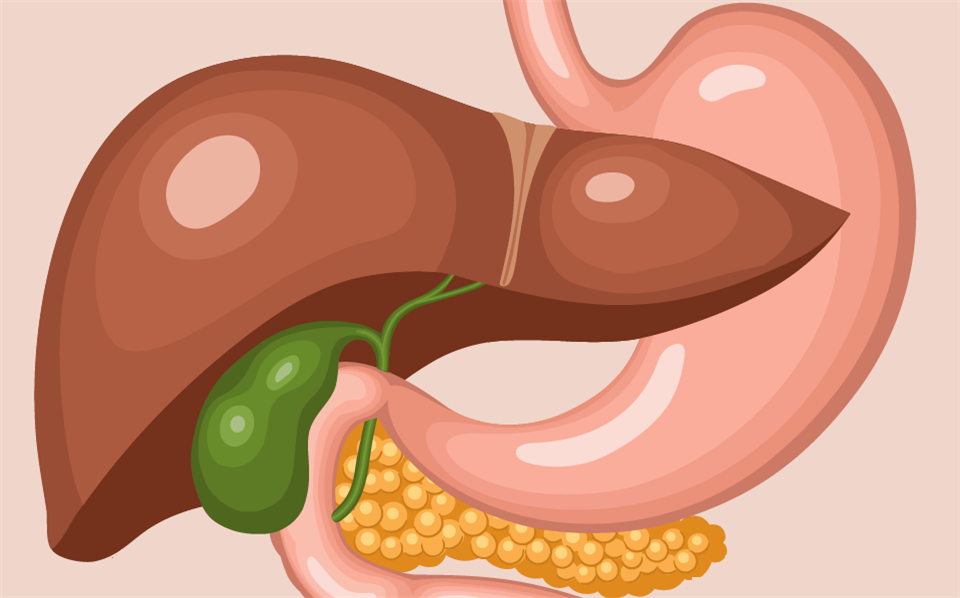 Желчный пузырь печень пищеварительные железы. Поджелудочная железа человека. Печень и поджелудочная железа. Пищеварительные железы. Пищеварительные железы печень и поджелудочная железа.