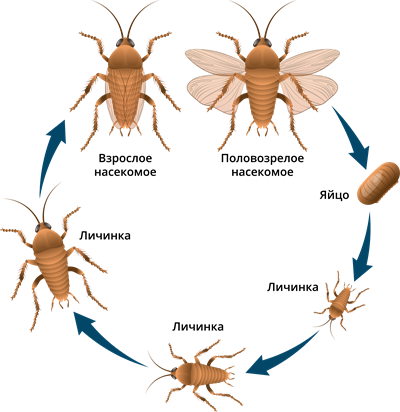 Отряды насекомых с неполным превращением — урок. Биология, 7 класс.