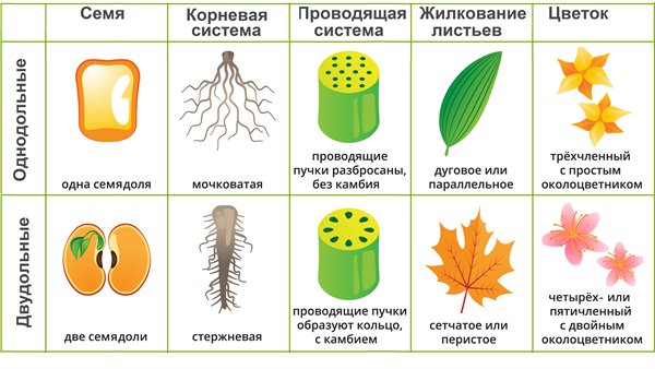 Классы покрытосеменных растений — урок. Биология, 6 класс.