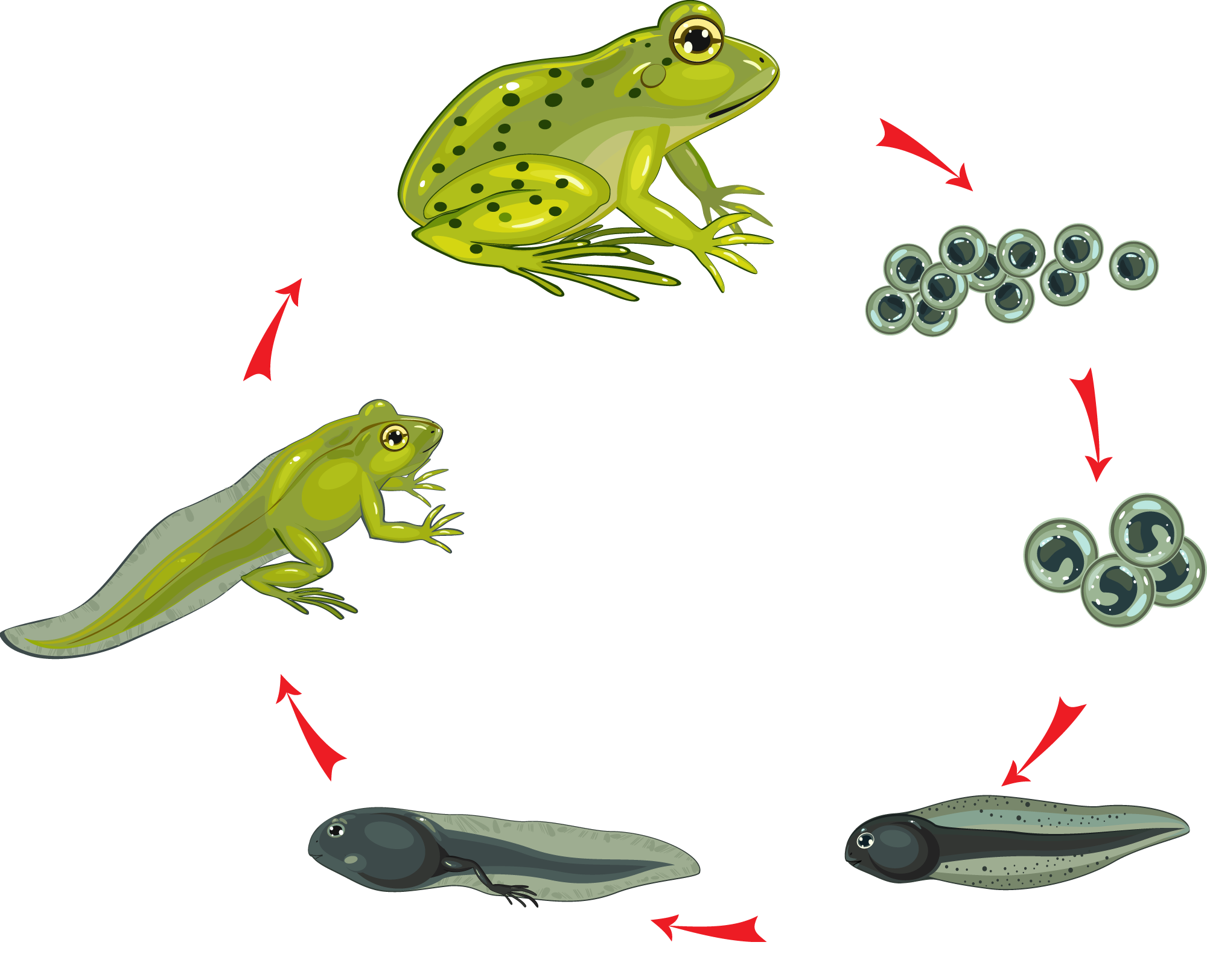 Стадии развития головастика лягушки. Цикл развития лягушки схема. Цикл развития Озерной лягушки. Цикл развития лягушки для детей.