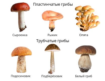 Шляпочные грибы: съедобные и ядовитые — урок. Биология, 5 класс.