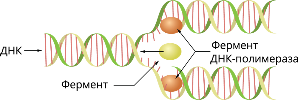Репликация ДНК В интерфазе. Фермент ДНК полимераза. Процесс самоудвоения ДНК называется. Самоудвоение ДНК.