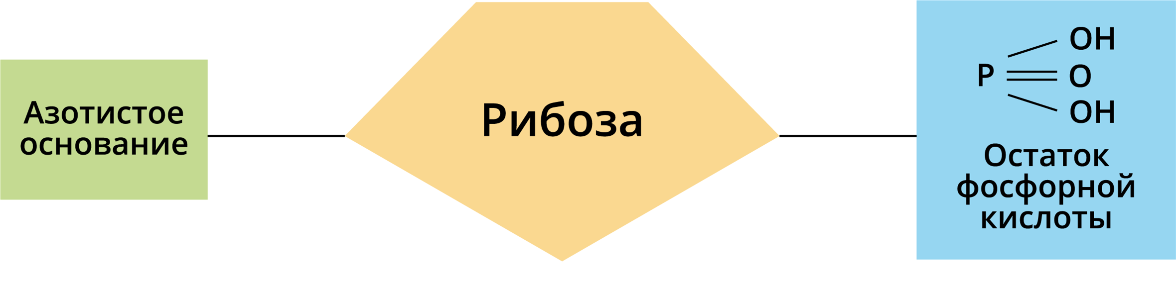 Схема азотистое основание рибоза остаток фосфорной кислоты. Азотистое основание рибоза остаток фосфорной кислоты. Азотистое основание рибоза остаток фосфорной. Остаток фосфорной кислоты рибоза. Азотистое основание рибоза остаток