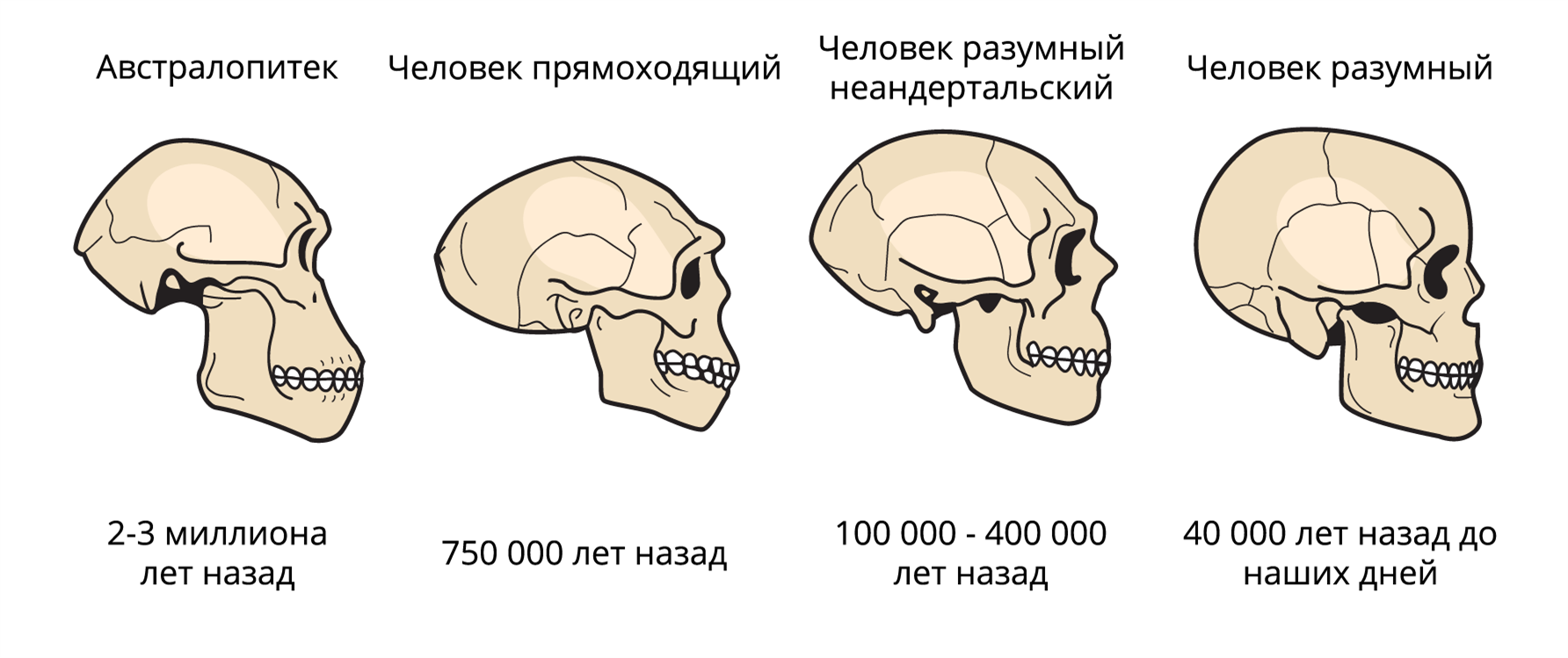 Размер мозга увеличивается. Эволюция черепа человека. Этапы развития черепа человека. Эволюция изменения черепа человека.