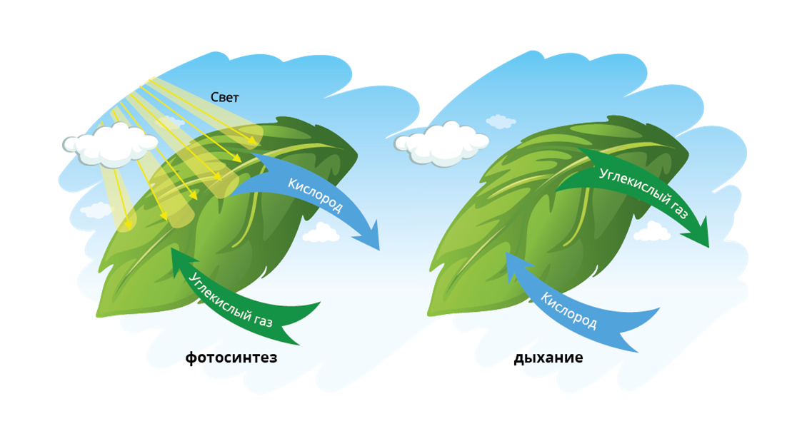 Схема как происходит дыхание растений. Фотосинтез и дыхание растений. Процесс дыхания растений. Процесс дыхания и процесс фотосинтеза. Фотосинтез схема.