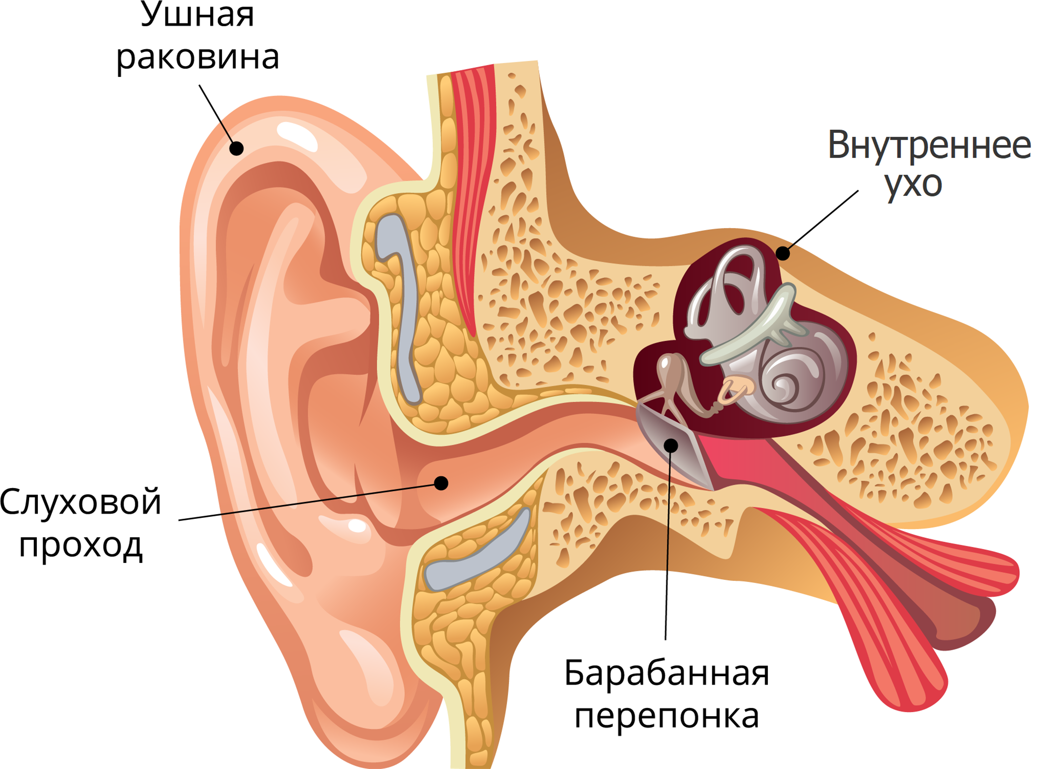 Евстахиева труба среднее ухо. Евстахиит барабанная перепонка. Гломусная опухоль среднего уха. Мышцы барабанной перепонки