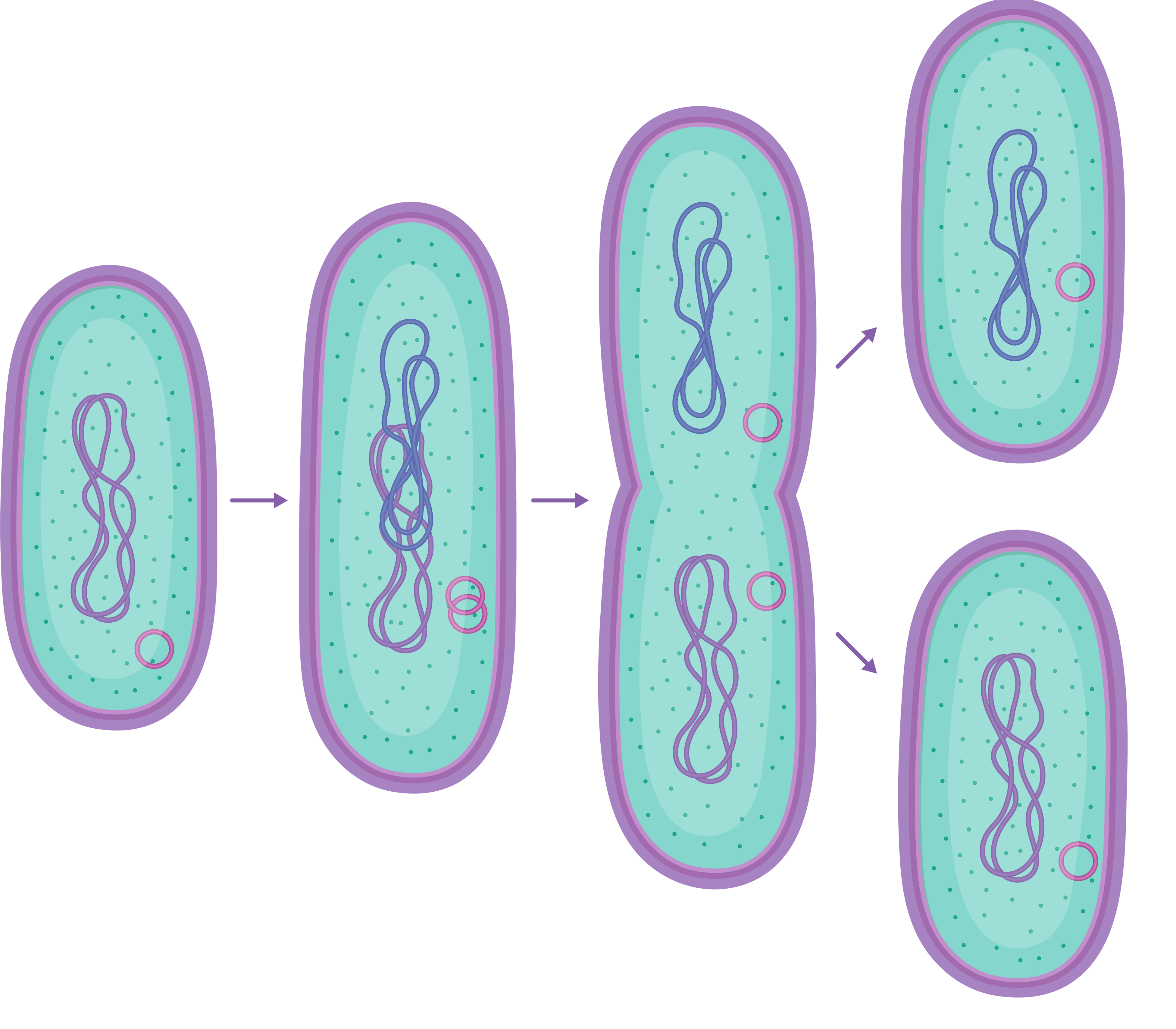 Прямым бинарным делением клетки. Бинарное деление бактерий схема. Размножение бактерий бинарное деление. Бинарное деление прокариот. Бинарное деление бактерий бесполое.