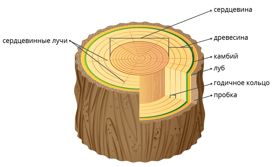 Название наружной части ствола дерева. Камбий на поперечном срезе. Строение стебля древесина Луб.