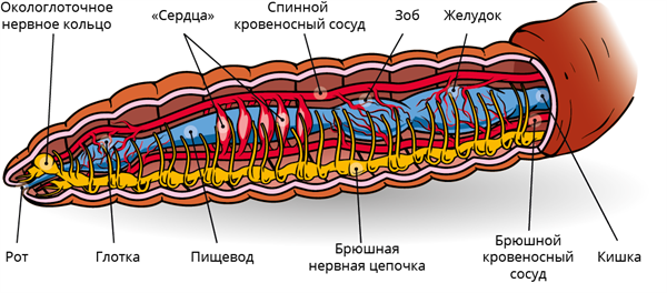 Класс Малощетинковые черви (Олигохеты) — урок. Биология, 7 класс.