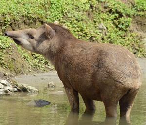 tapir-4311477_960_720.jpg