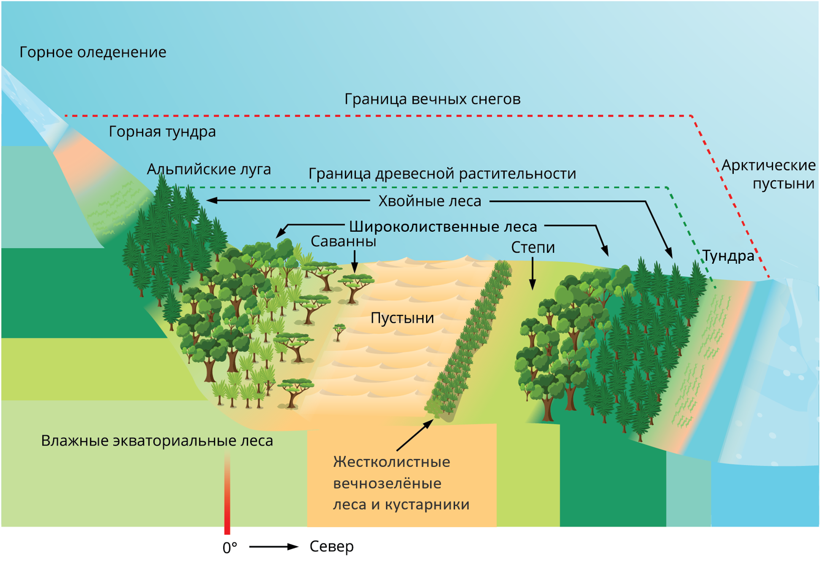 Изучите рисунок изменения растительности от экватора. Высотная поясность и природный комплекс. Высотная географическая поясность. Природные зоны ВЫСОТНОЙ поясности. Зональность растительности.