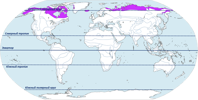 Тундра расположена в умеренном поясе северного полушария. Зона тундры на карте природных зон. Природные зоны земли тундра на карте.