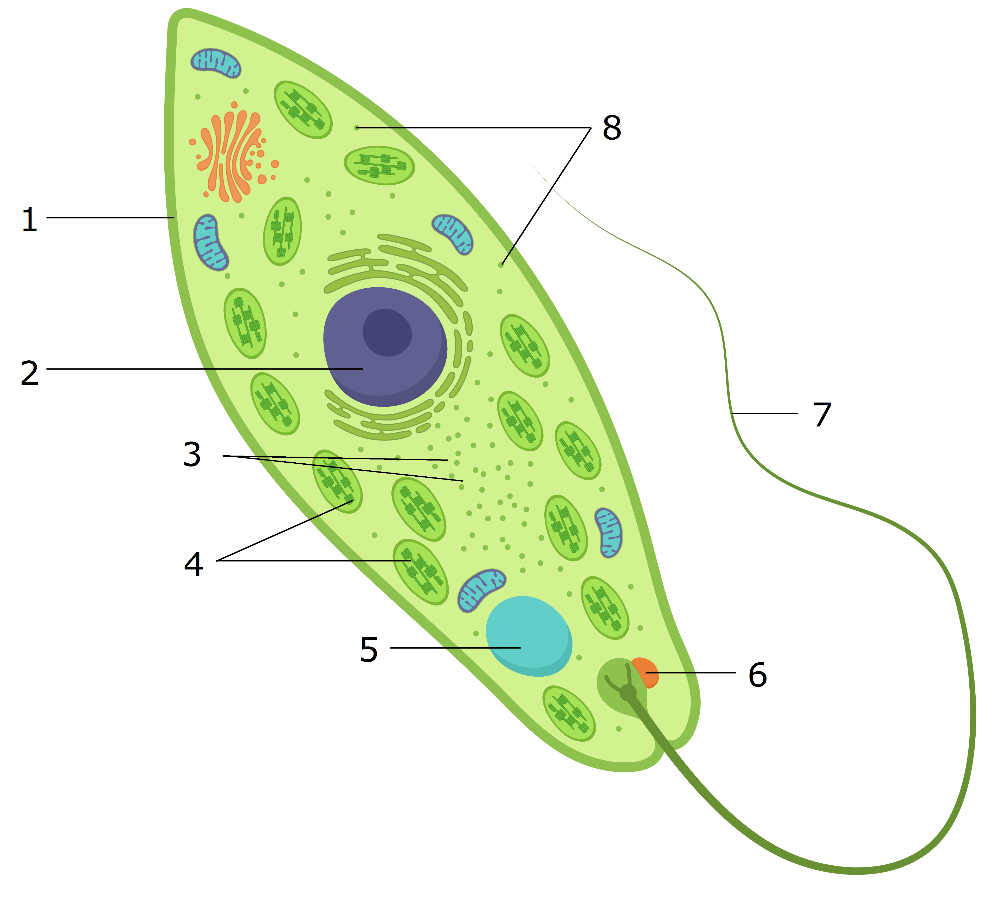 Организм простейших состоит из. Эвглена зеленая строение. Строение эвглены. Эвглена зеленая рисунок с подписями. Эвглена зеленая строение мембрана.