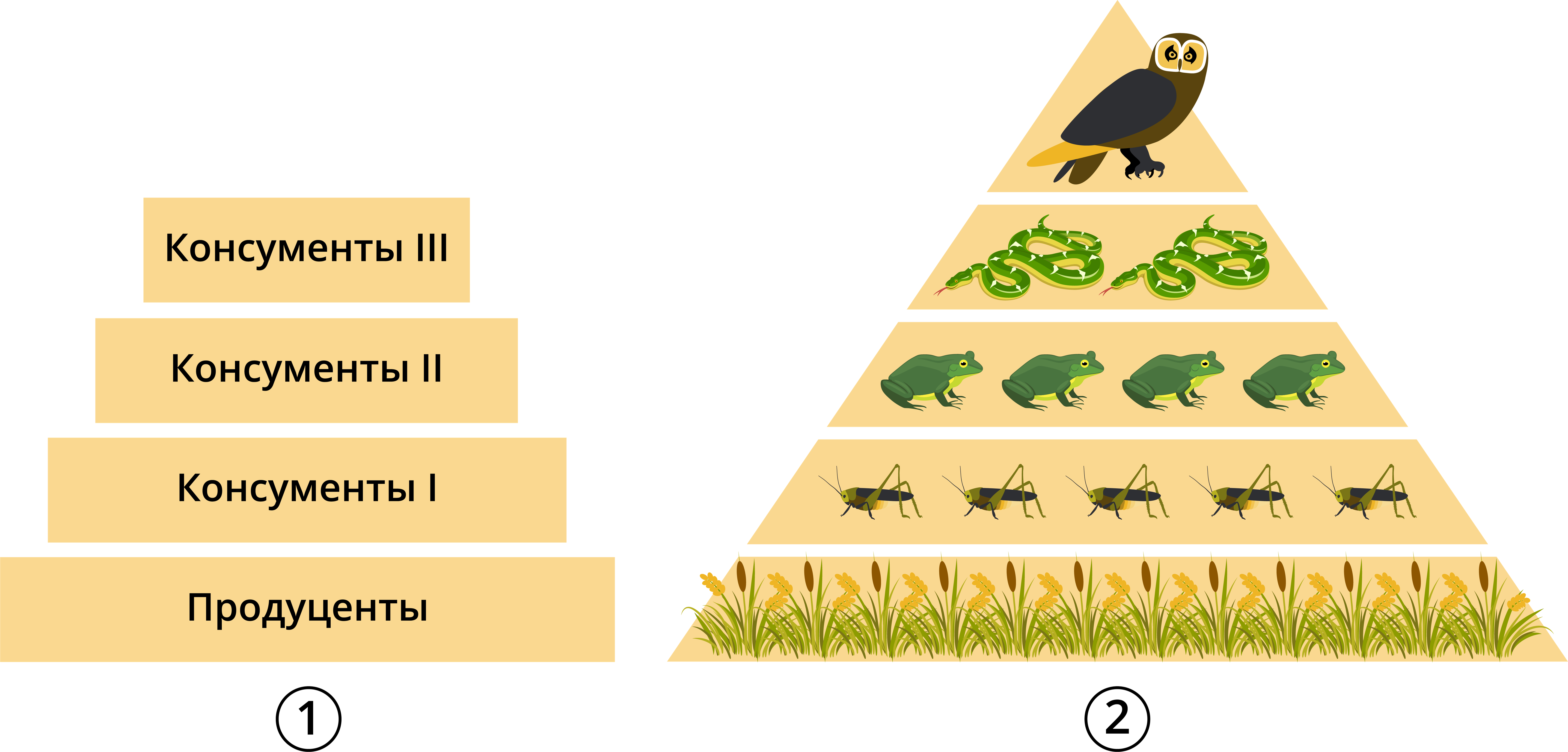 Пирамиды биология 11 класс. Экологическая пирамида биомассы. Трофическая пирамида биомасс. Экологическая пирамида биомассы в лесу. Экологическая пирамида биомассы Перевернутая.
