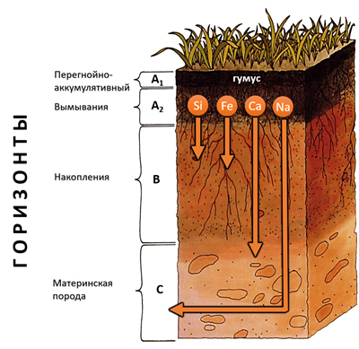 Почвенный горизонт: какие основные выделяют в профиле почвы и что это такое