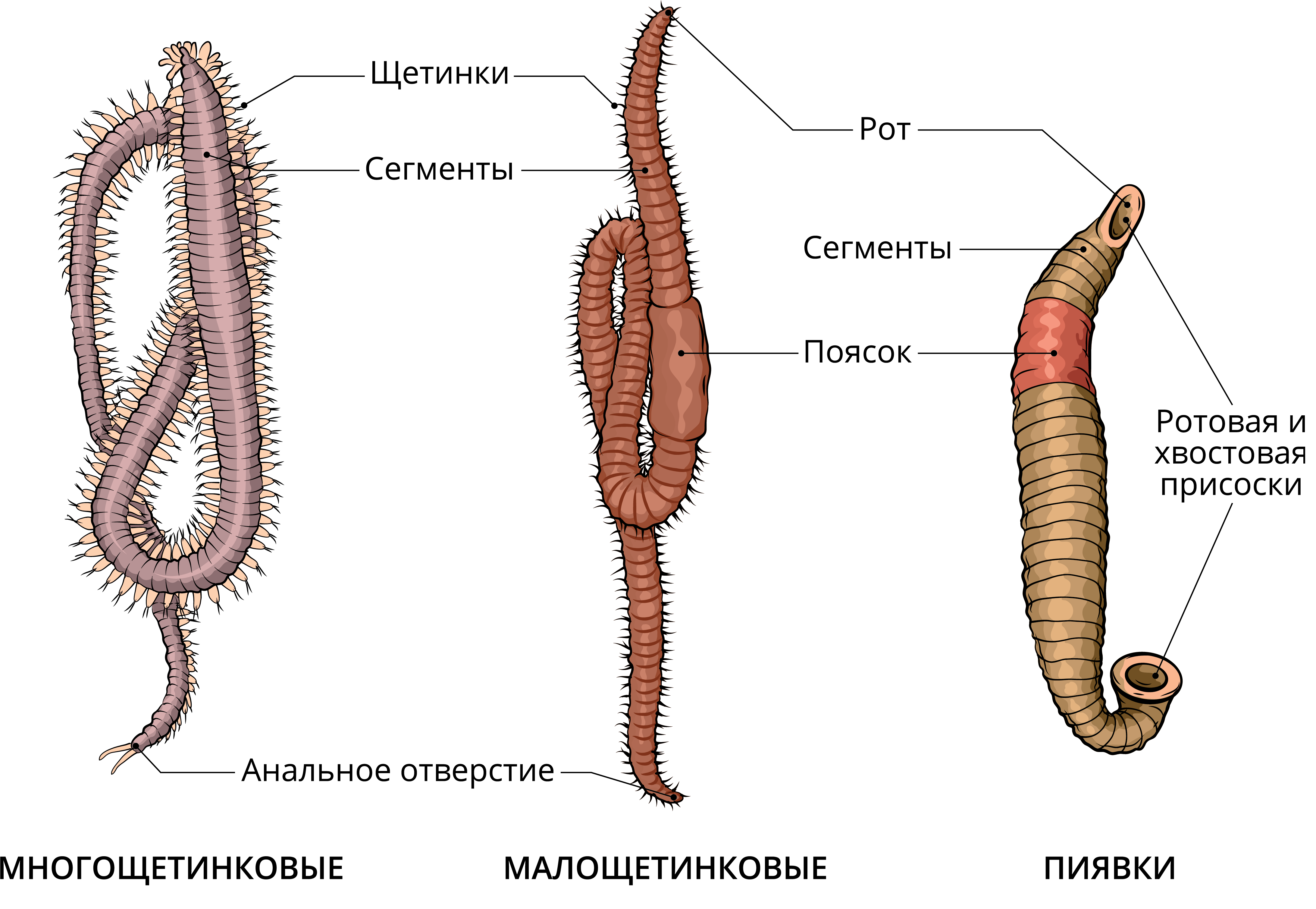 Класс Малощетинковые черви и многощетинковые черви. Представители кольчатых черви класс Малощетинковые черви. Малощетинковые черви строение. Кольчатые многощитинковыещетинковые черви.