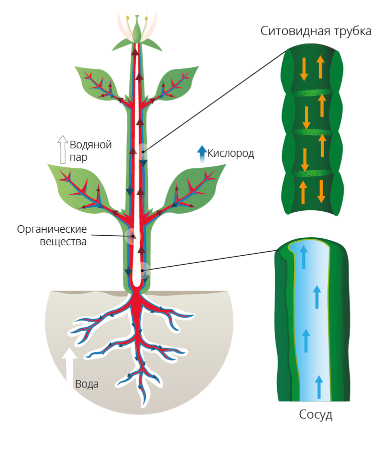 Схема передвижения питательных веществ по растению. Передвижение веществ у растений. Транспорт веществ у растений. Движение воды и Минеральных веществ в растении.