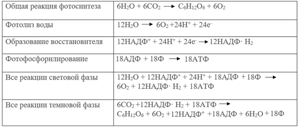 фазы фотосинтеза таблица 9 класс