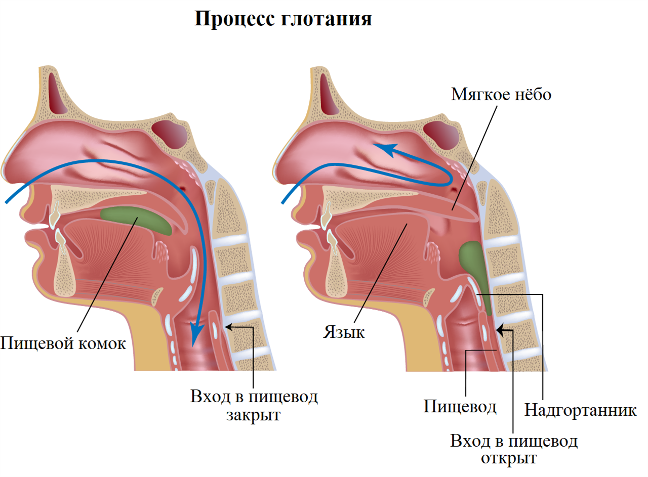 Анатомия гортани надгортанник. Ротовая полость и глотка анатомия. Полость носа и глотки