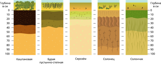 Почвы степей, пустынь и полупустынь — урок. География, 8 класс.