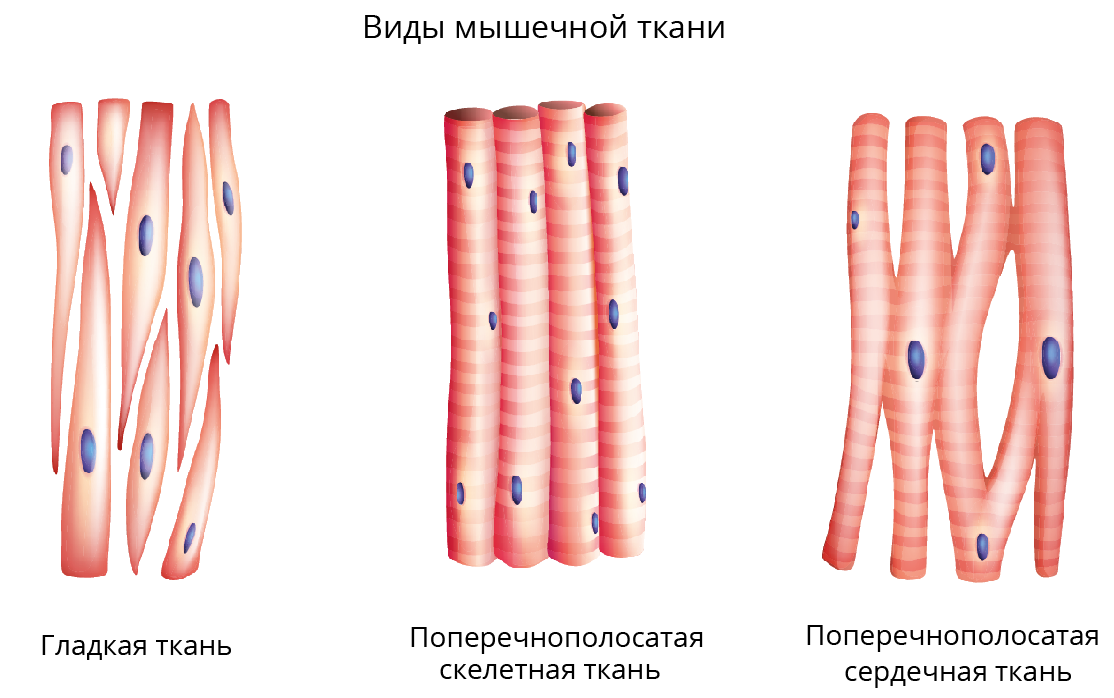 Скелетная поперечно полосатая мускулатура состоит из. Сердечные поперечнополосатые мышечные ткани. Поперечнополосатая Скелетная мышечная ткань строение. Поперечно сердечная мышечная ткань строение. Строение поперечно полосатой сердечной мышечной ткани.
