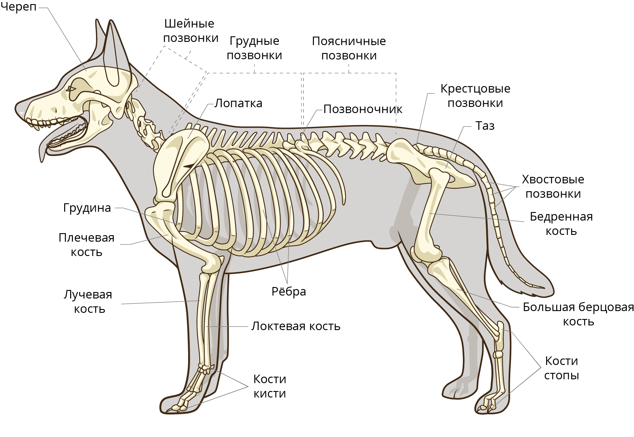 Отделы скелета млекопитающих животных. Опорно двигательная система скелет собаки. Мышечная система млекопитающих 7 класс биология. Скелет система млекопитающих. Опорнодвигательная система млекопитающ.