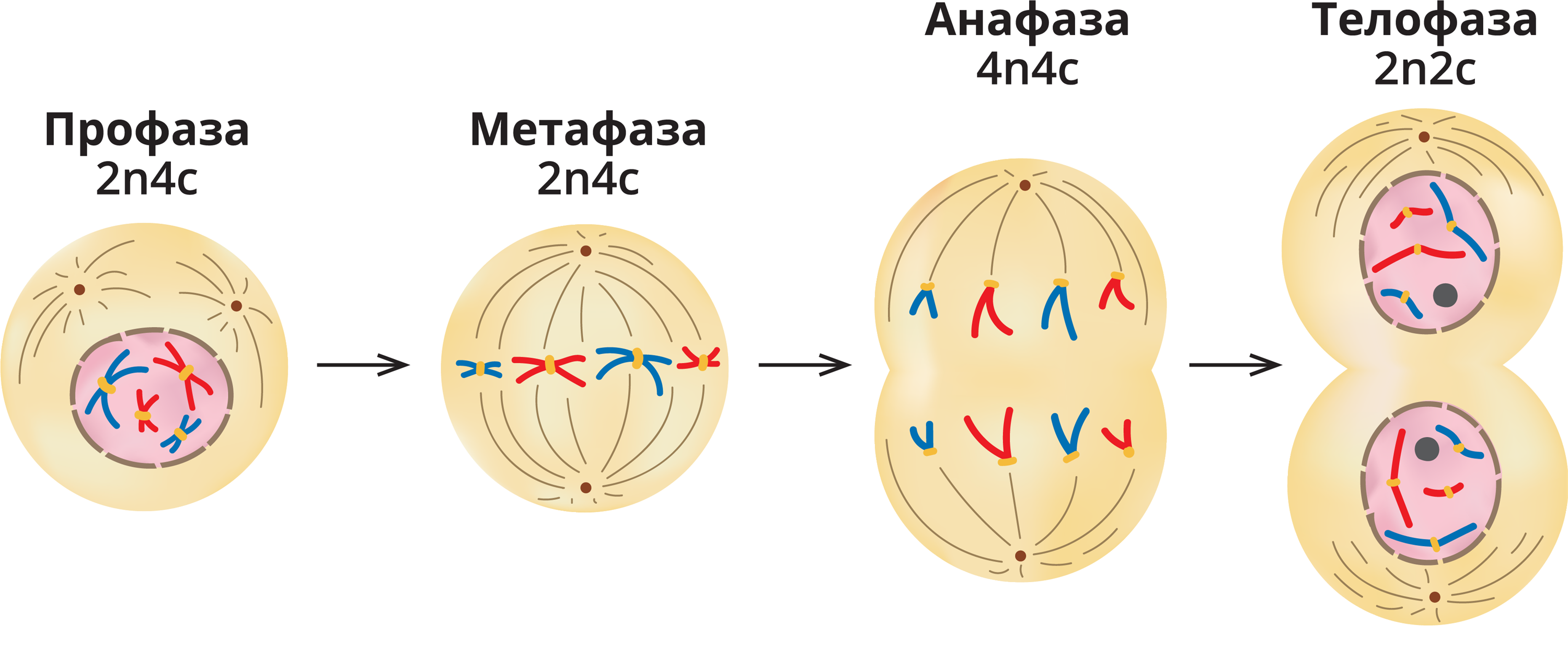 Начало митоза сколько хромосом. Фазы деления клетки митоз рисунок. Фазы митоза схема. Профаза метафаза. Телофаза митоза.