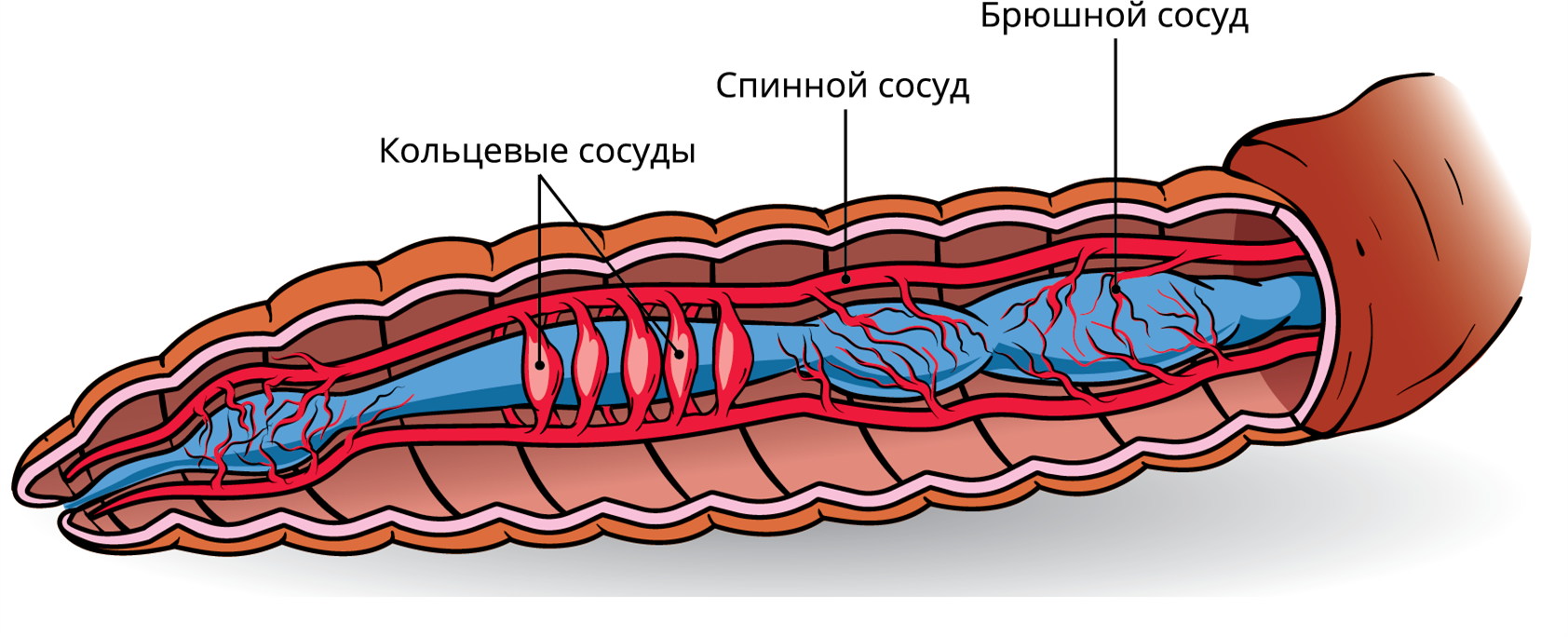 Кольцевые сосуды дождевого червя. Кровеносные сосуды дождевого червя. Кровяная система дождевого червя. Кровеносная дождевого червя. Кровеносная система дождевого червя.
