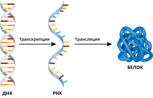 Почему рибосома перемещается по иРНК прерывисто по триплетам? Понятное объяснение
