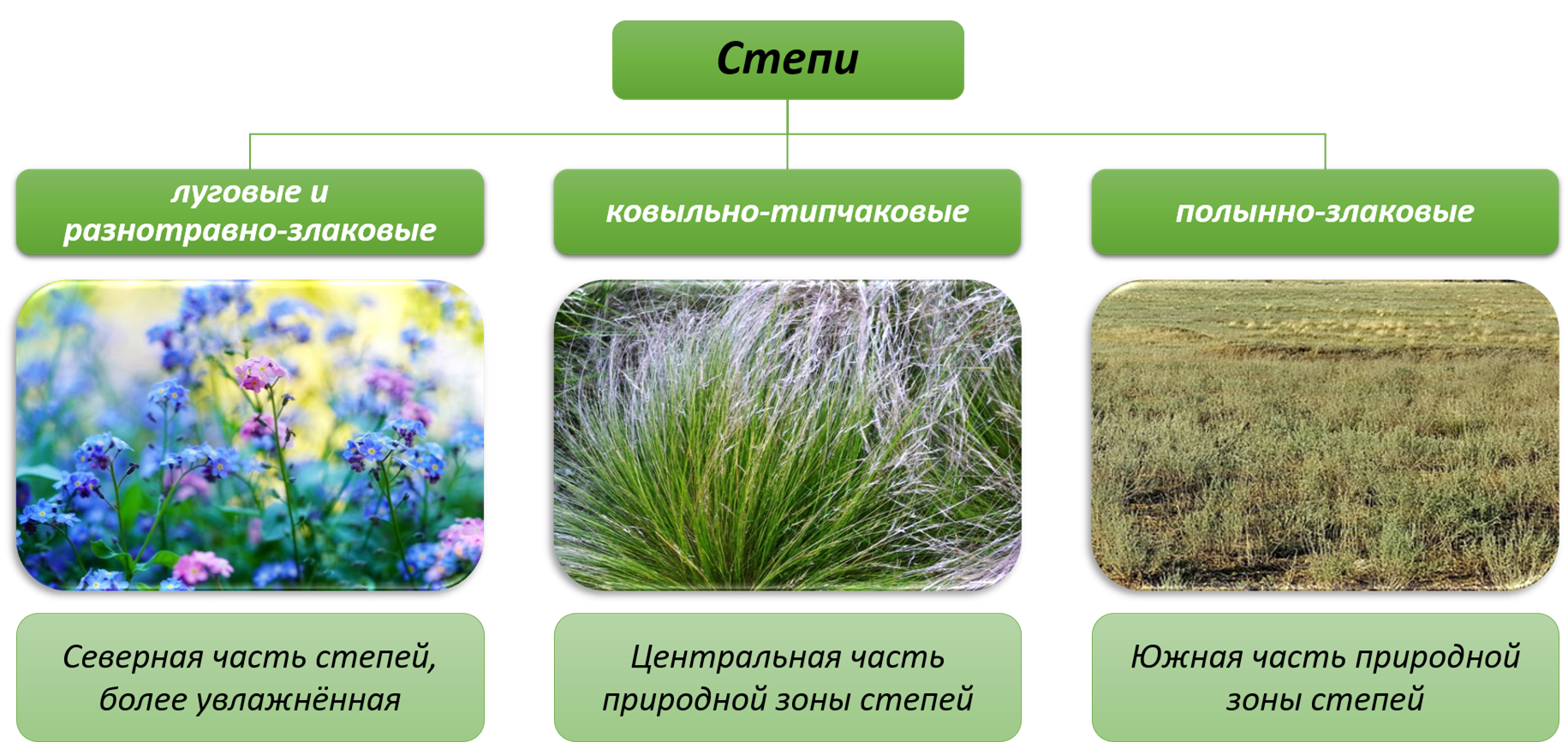 Какие растения характерны для степей россии. Разнотравно-дерновинно-злаковых степях. Степной Тип растительности. Виды степей. Видовое разнообразие степи.